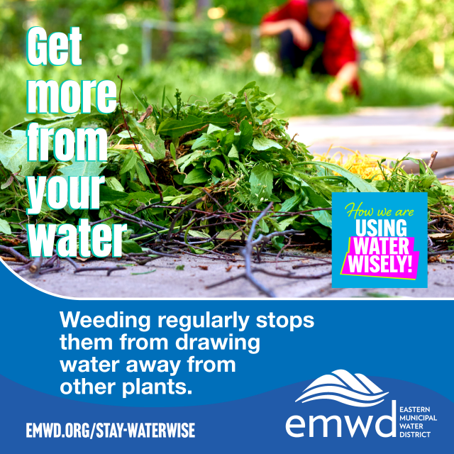 Get more from your water.  Weeding regularly stops them from drawing water away from other plants.  How we are using water wisely!
