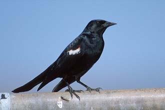 Black bird on fence.