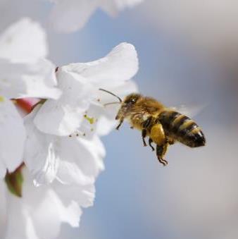 Honey bee collecting pollen.