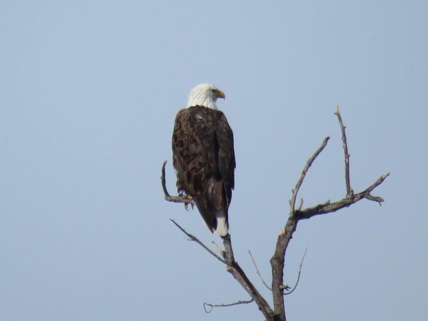 Bald eagle at San Jacinto Wetlands.