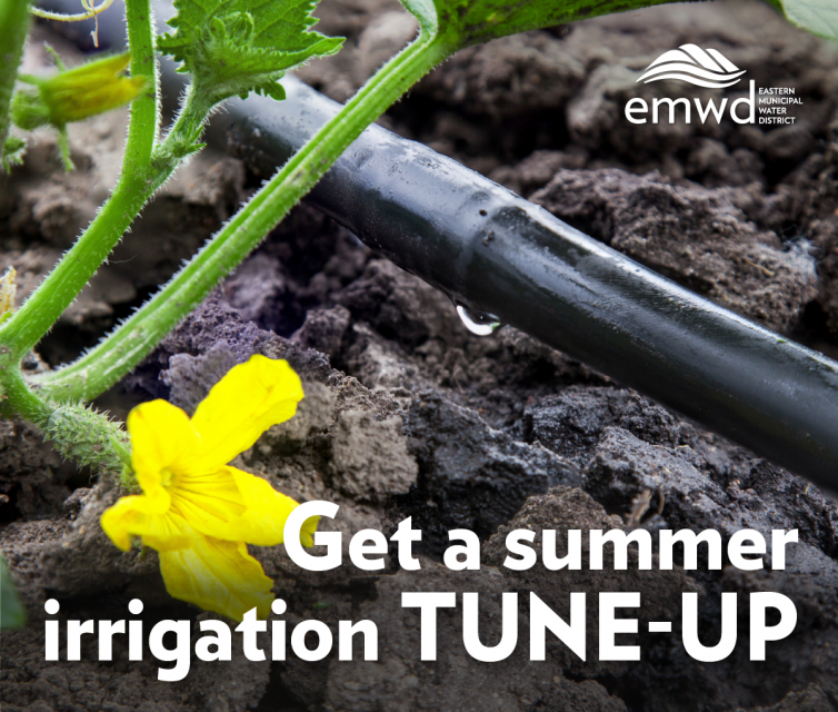Get a summer irrigation Tune-up picture of drip line 