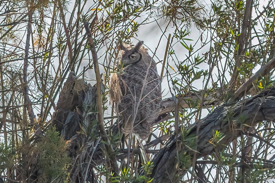 Great Horned Owl by Kathryn McGiffen Bird Walk Tour 2-11-2023
